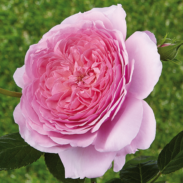 Rosa romantica