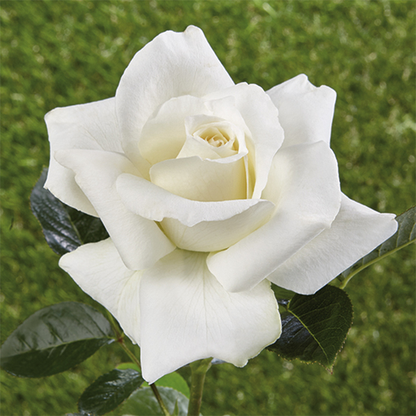 Rosa storica