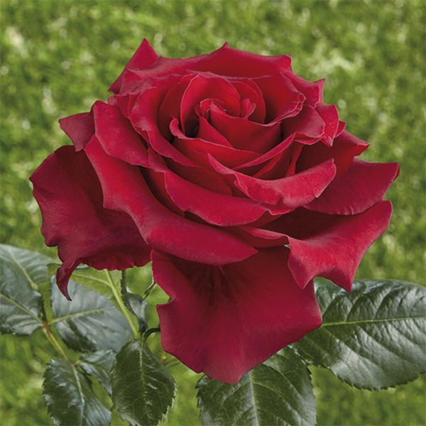 Rosa ibrida di Tea