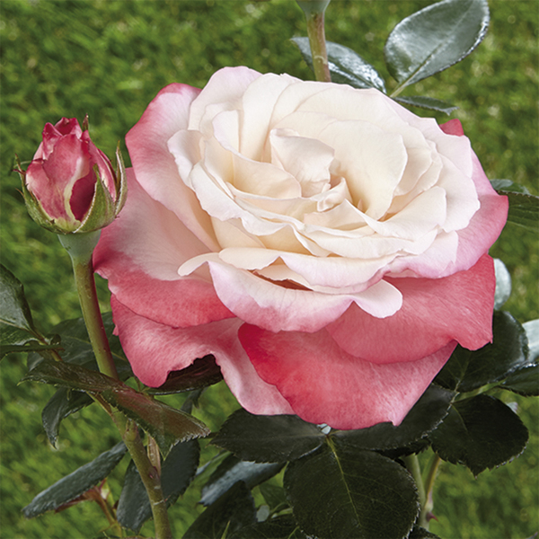 Rosa da aiuola