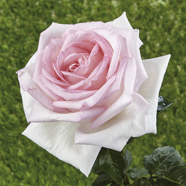 Rosa a cespuglio da parco