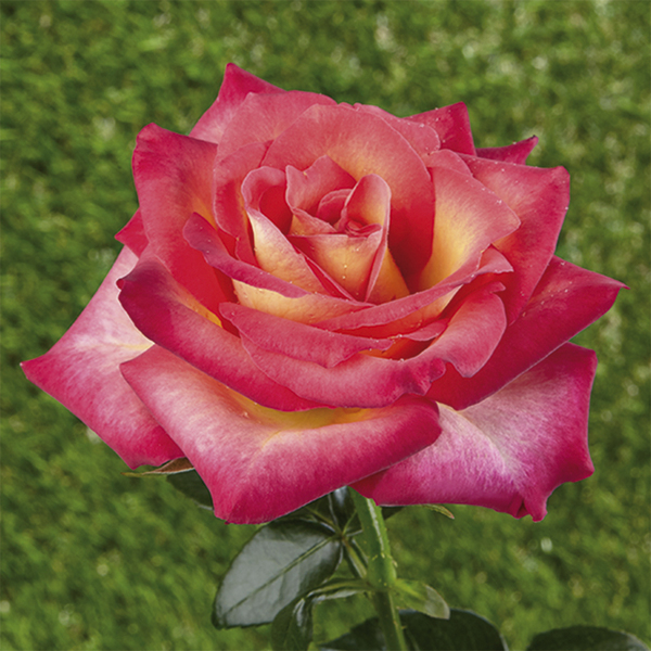 Rose miniatura - nana