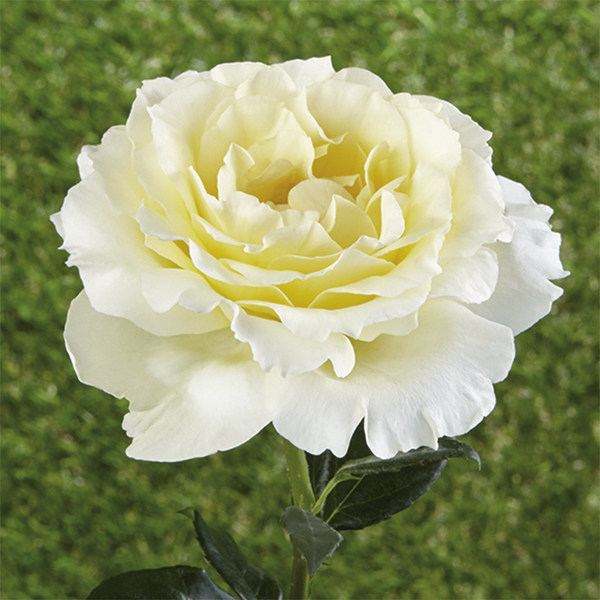 Rose tappezzanti